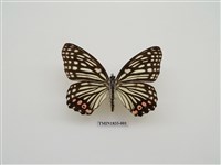 藏品(紅斑脈蛺蝶)的圖片